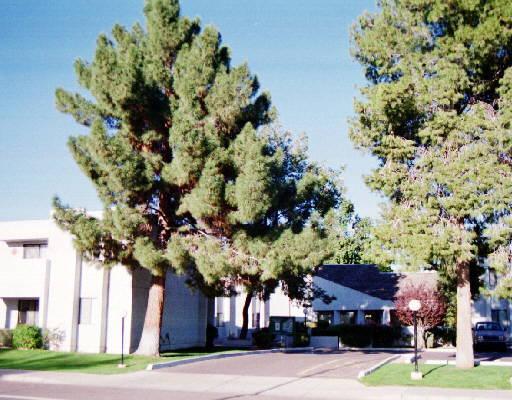 1920 W Lindner Ave. #157, Mesa, AZ 85202