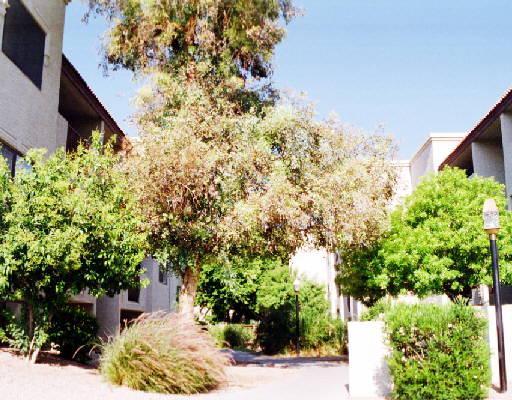 3031 N Civic Center Plz Pl. #144, Scottsdale, AZ 85251