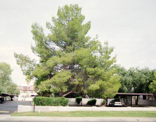 2121 S Pennington Rd., Mesa, AZ 85202