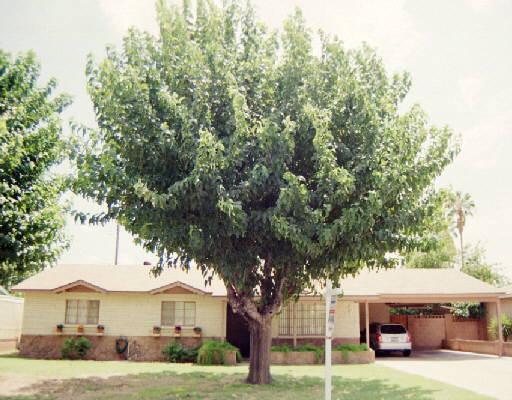 1821 W 6th St., Mesa, AZ 85201