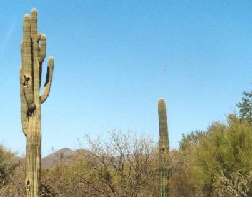 5000 E Lone Mountain Rd., Phoenix, AZ 85331