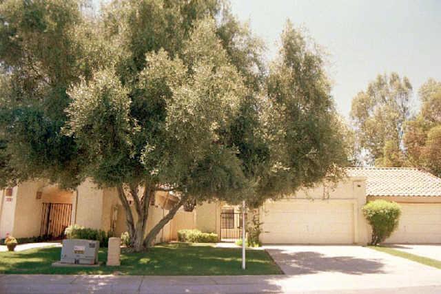 2331 W Comstock Dr., Chandler, AZ 85224