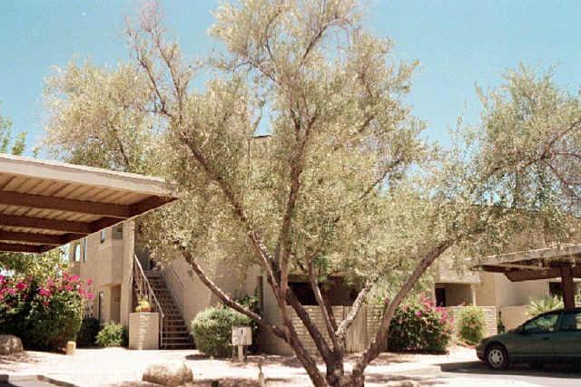 7950 Starlight Way #208, Scottsdale, AZ 85250