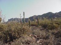 11000 E Cloudview St., Gold Canyon, AZ 85218