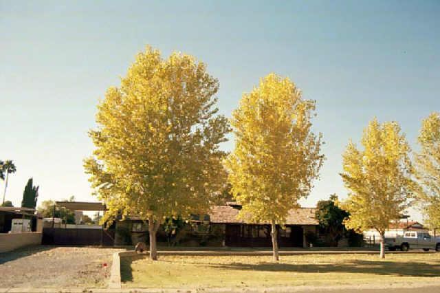 2430 N Terrace St., Mesa, AZ 85203