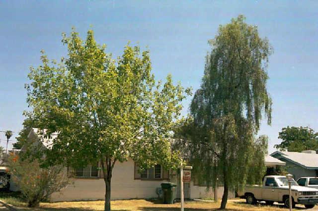 710 W 2nd Pl., Mesa, AZ 85201