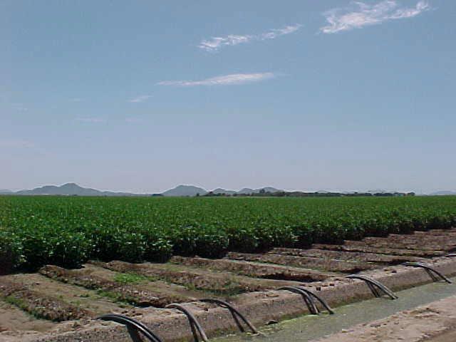 6603 S Jackrabbit Ter., Buckeye, AZ 85326