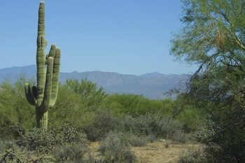 14036 E Westland Rd. #7, Scottsdale, AZ 85262