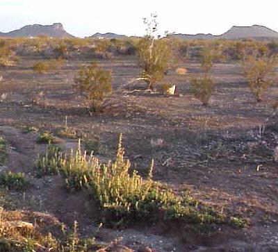 E Williamsfield Rd. #14, Mesa, AZ 85242