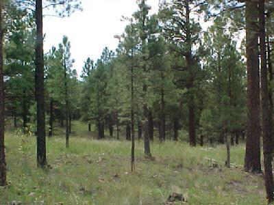 126 N Pine Canyon Rd., Flagstaff, AZ 86001