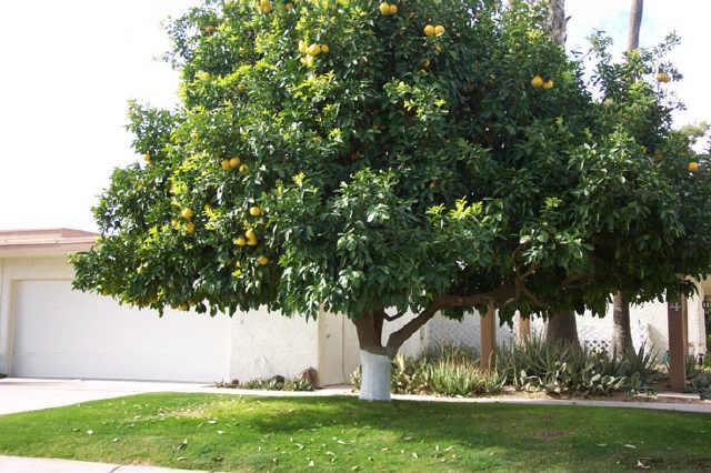 7524 N Ajo Rd., Scottsdale, AZ 85258