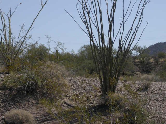 5 N Grantham Ranch Rd. #8-1, Wickenburg, AZ 85390