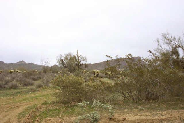 210 W Yucca Ave., Phoenix, AZ 85086