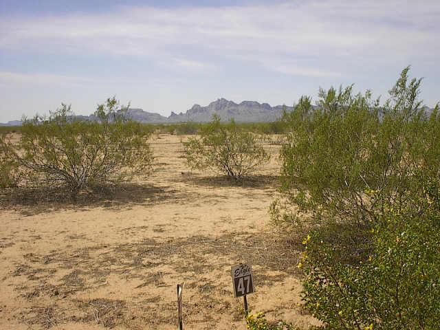 54500 W Earll (approx) Dr. #47, Tonopah, AZ 85326