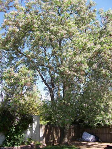 302 W Hazelwood St., Phoenix, AZ 85013