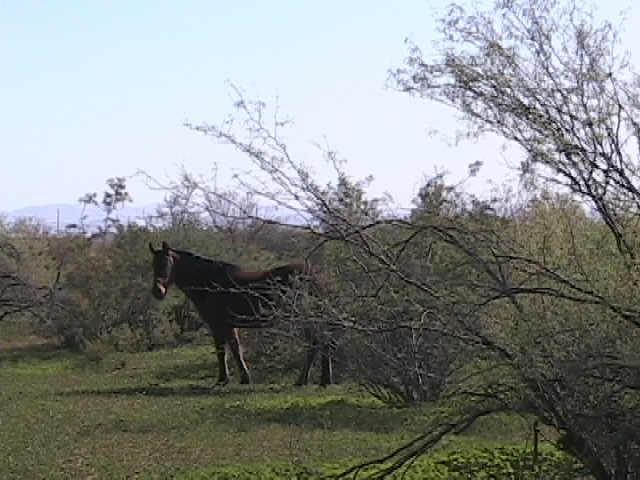 N Judy Rd., Queen Creek, AZ 85242