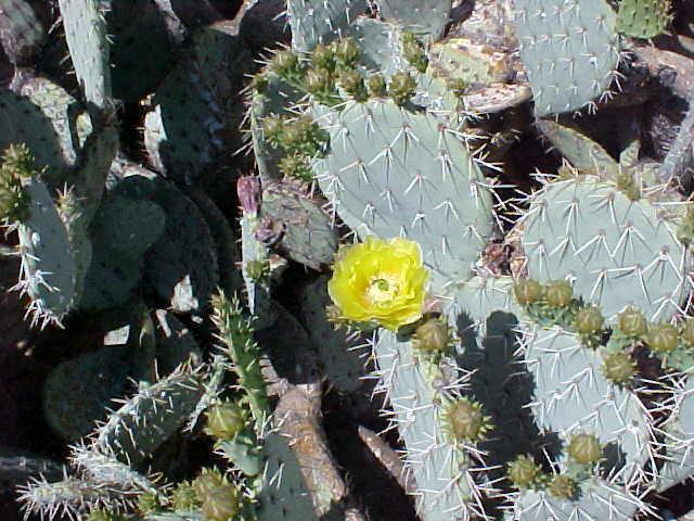 8650 E Irish Hunter Ter., Scottsdale, AZ 85258