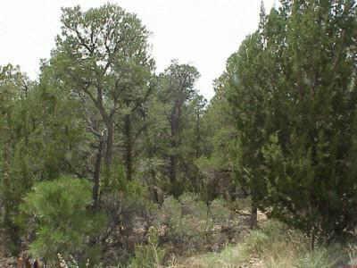 1596 N High Country Dr., Heber, AZ 85928