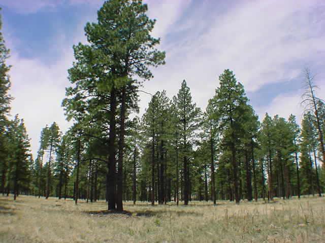 7 Lockett Ranches Rd., Flagstaff, AZ 86001