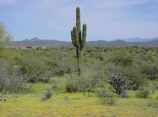 142 N Aloe Vera St. #3A, Rio Verde, AZ 85262