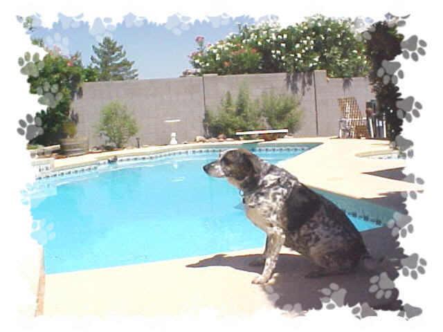 914 W Mission Dr., Chandler, AZ 85225