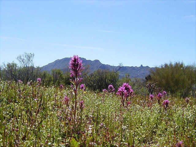 14300 E Bajada (5 Lots) #1-5, Scottsdale, AZ 85262