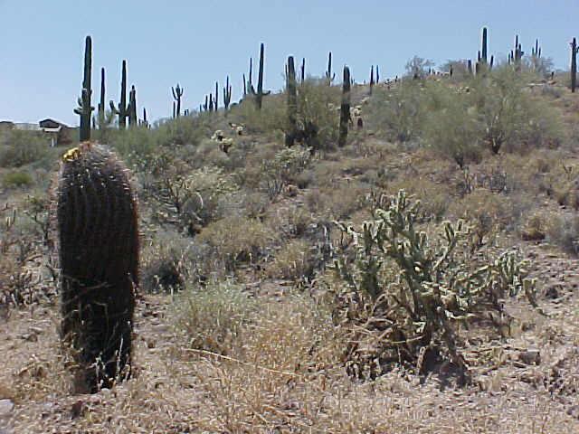 43 N 11 St., New River, AZ 85087
