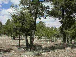 1566 W Rock Ridge Cir., Heber, AZ 85928