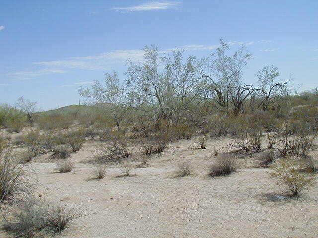 S Oak Rd., Maricopa, AZ 85239