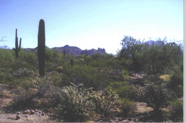 E Tonto St. #16, Apache Junction, AZ 85219