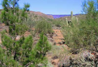 40804 N New River Rd., Phoenix, AZ 85086