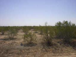 55500 N Indian School Rd. #82, Tonopah, AZ 85326