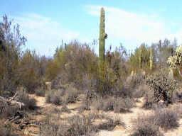 E Orville St., Florence, AZ 85132