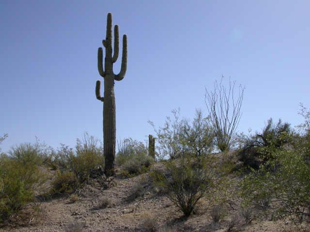 5 N Grantham Ranch Dr. #13-A1, Wickenburg, AZ 85390