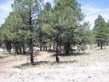 63 N Pyrite Rd., Flagstaff, AZ 86001
