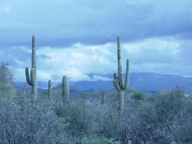 30000 N 168th St. #SPLIT, Scottsdale, AZ 85262