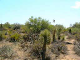 38575 N 97th Way #12, Scottsdale, AZ 85262