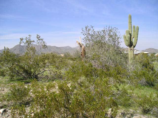 23500 W Spruce St. #61, Buckeye, AZ 85326