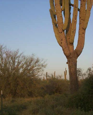 N 64th St., Cave Creek, AZ 85331