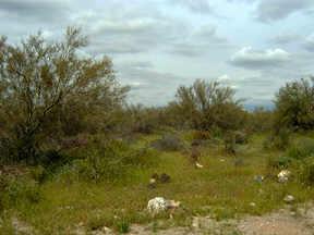 444 N 12th St. #None, Phoenix, AZ 85087