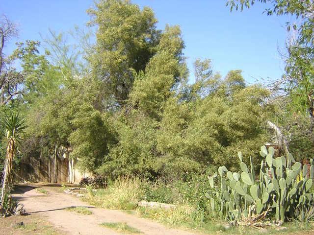 516 W Brown St., Tempe, AZ 85281