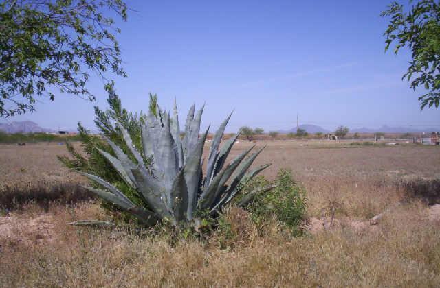 4204 N 362nd Ave. #1, Tonopah, AZ 85354