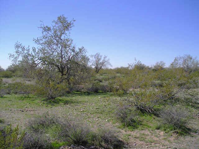 22701 W Moreland St. #145, Buckeye, AZ 85326