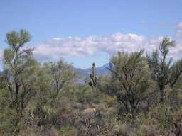 26000 N 148 St., Scottsdale, AZ 85262