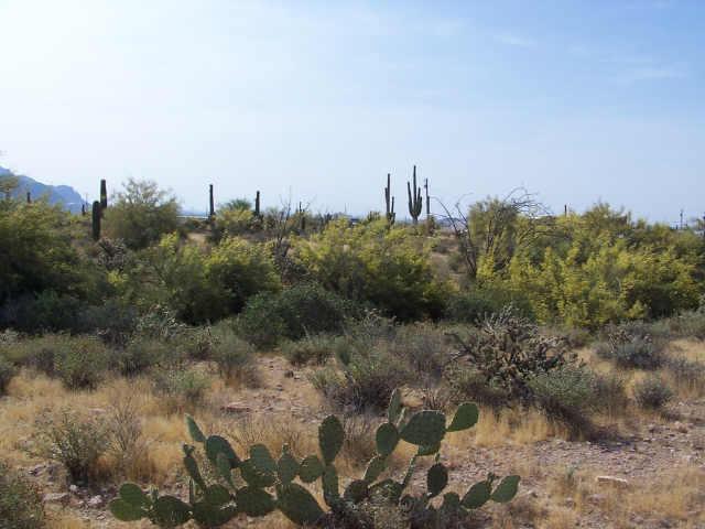 317 W Canyon St., Apache Junction, AZ 85220