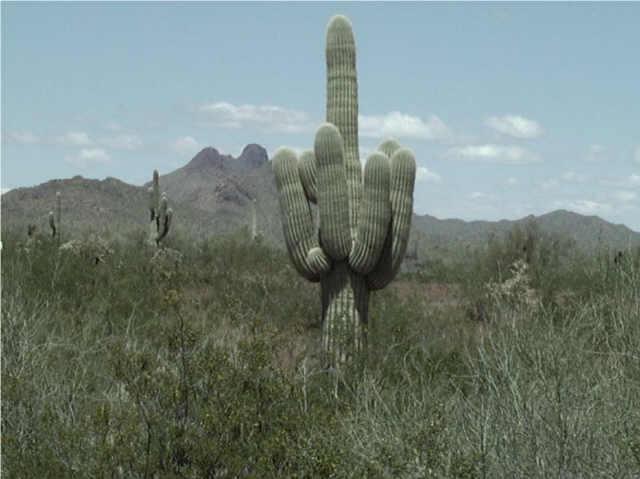 323 W Carefree Hwy. #115, Wickenburg, AZ 85390