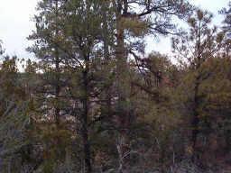 N Skyline Rd. #4, Heber, AZ 85928