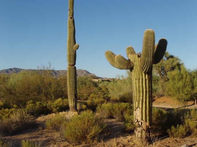 38450 N 95 Way #60, Scottsdale, AZ 85262