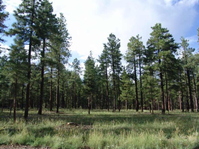 2650 W Blackhawk Ln. #1, Flagstaff, AZ 86001