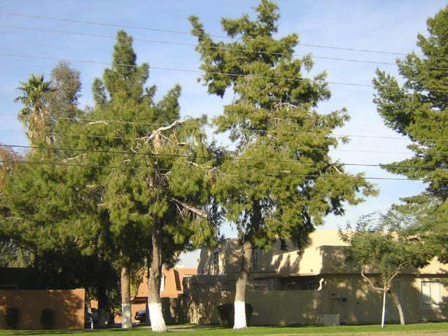 4429 E Pueblo Ave., Phoenix, AZ 85040